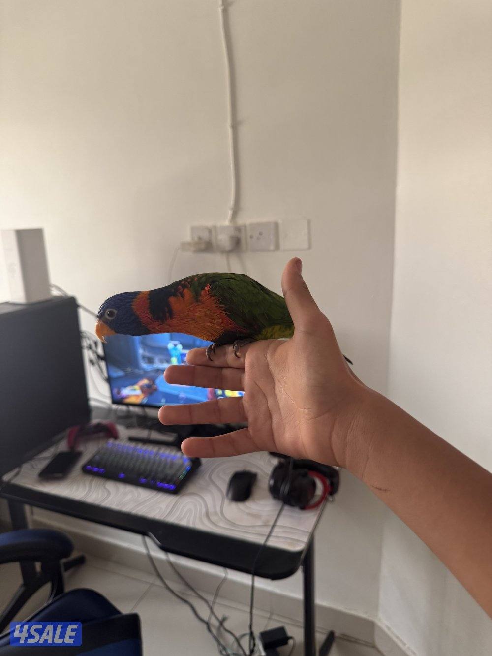 للبيع لوري العمر 6 شهور1