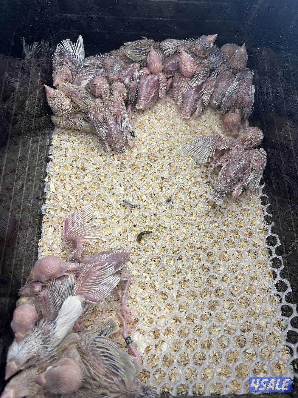 فروخ جاوا الوان واحجام مختلفة0