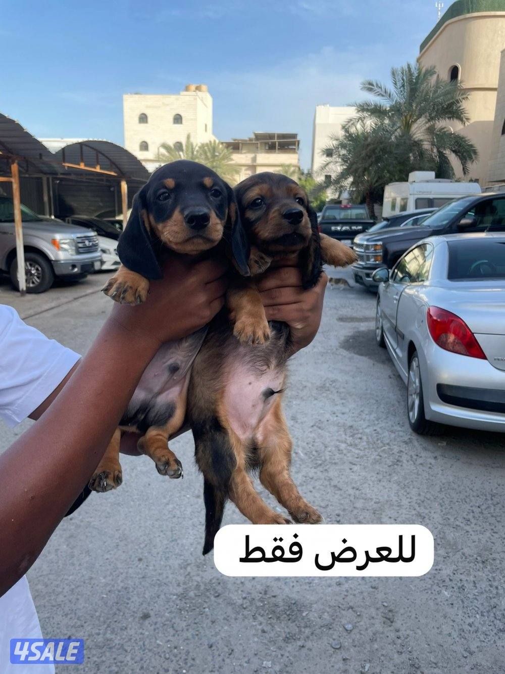🐶جراء داشهند نقانق   Dachshund Hot dog Puppies 🐶0