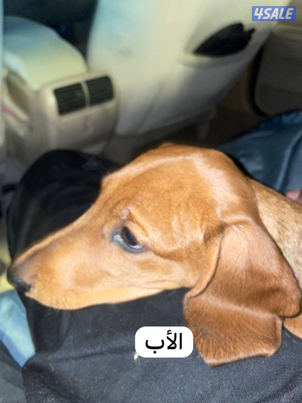 🐶جراء داشهند نقانق   Dachshund Hot dog Puppies 🐶1