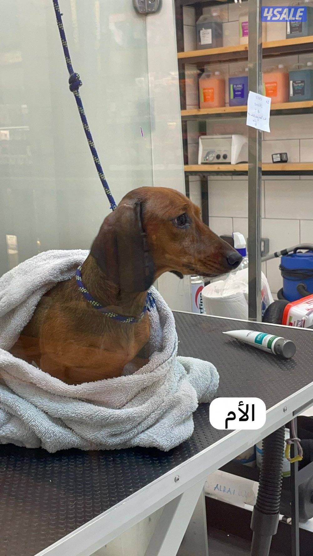 🐶جراء داشهند نقانق   Dachshund Hot dog Puppies 🐶3