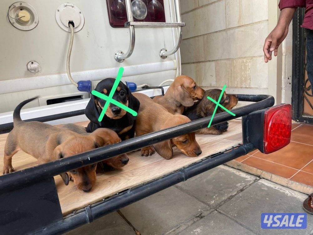 🐶جراء داشهند نقانق   Dachshund Hot dog Puppies 🐶2