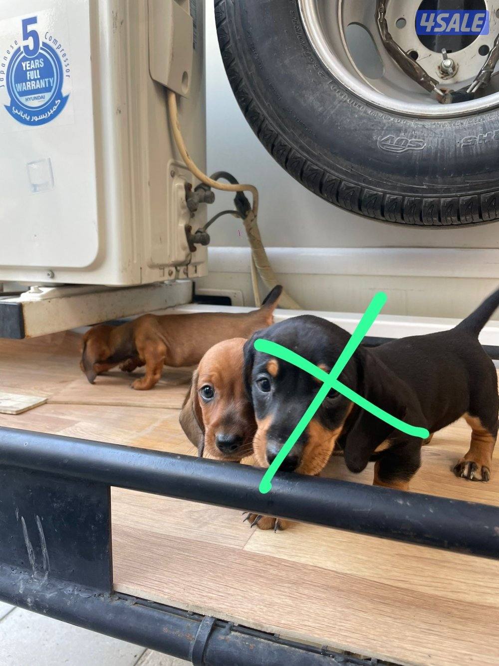 🐶جراء داشهند نقانق   Dachshund Hot dog Puppies 🐶4