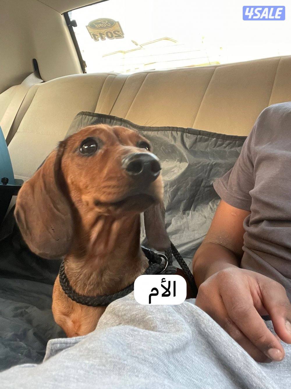 🐶جراء داشهند نقانق   Dachshund Hot dog Puppies 🐶5