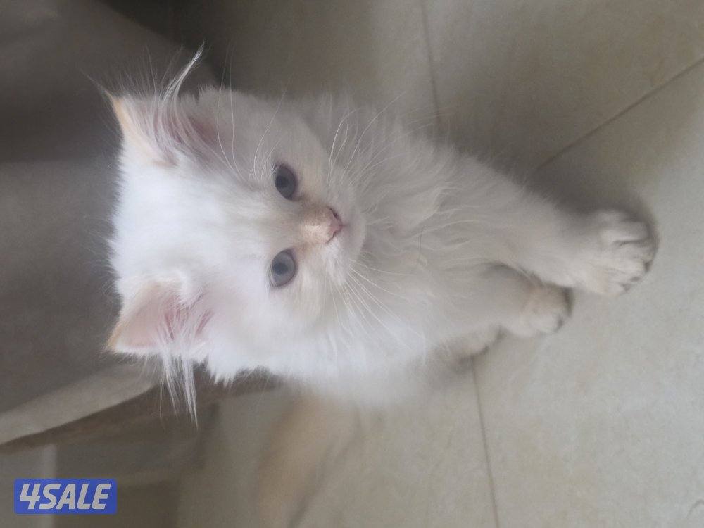 للتبني for adoption1