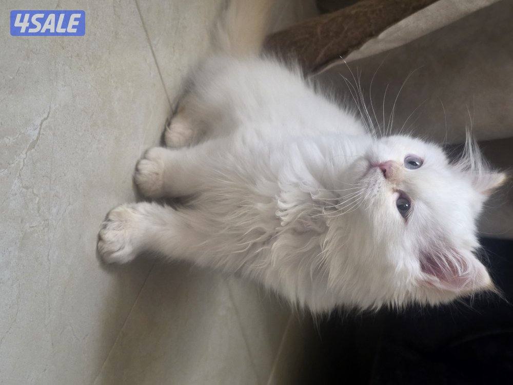 للتبني for adoption0