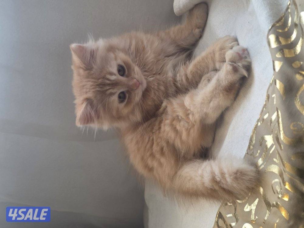 للتبني for adoption2