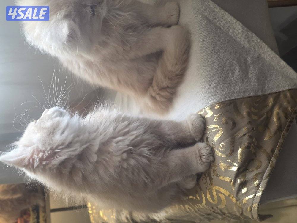 للتبني for adoption4