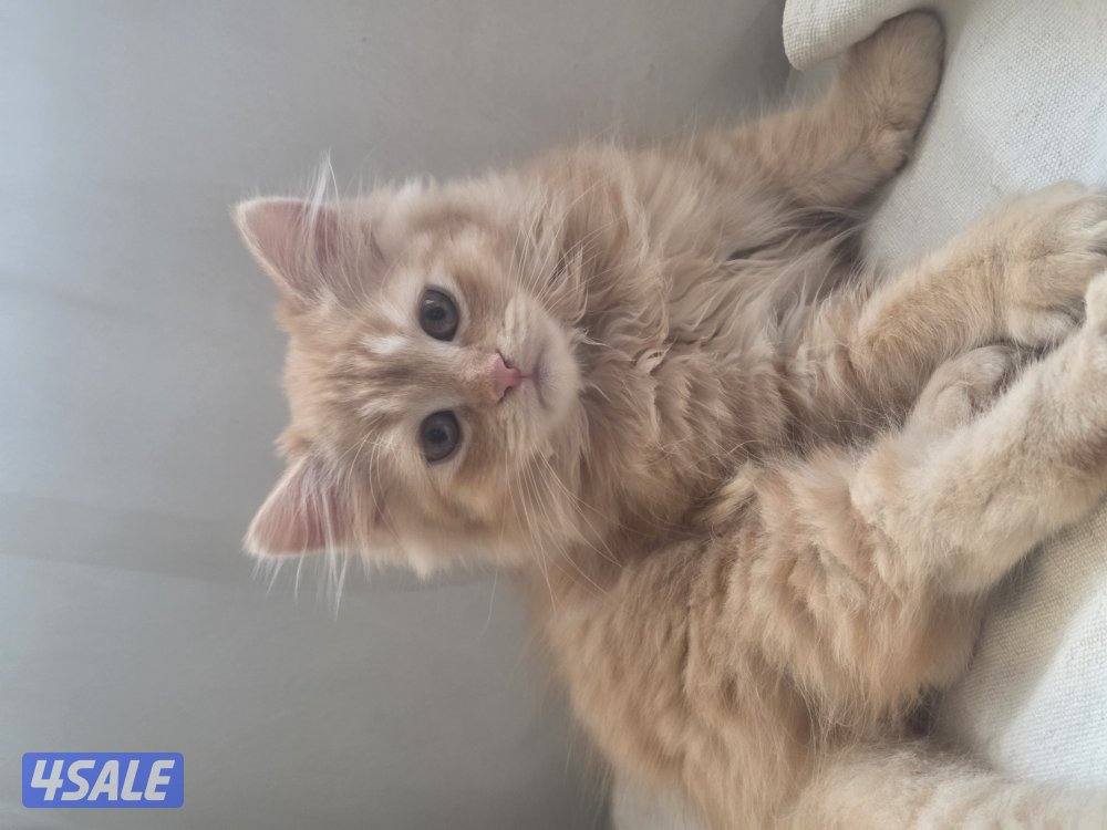 للتبني for adoption3