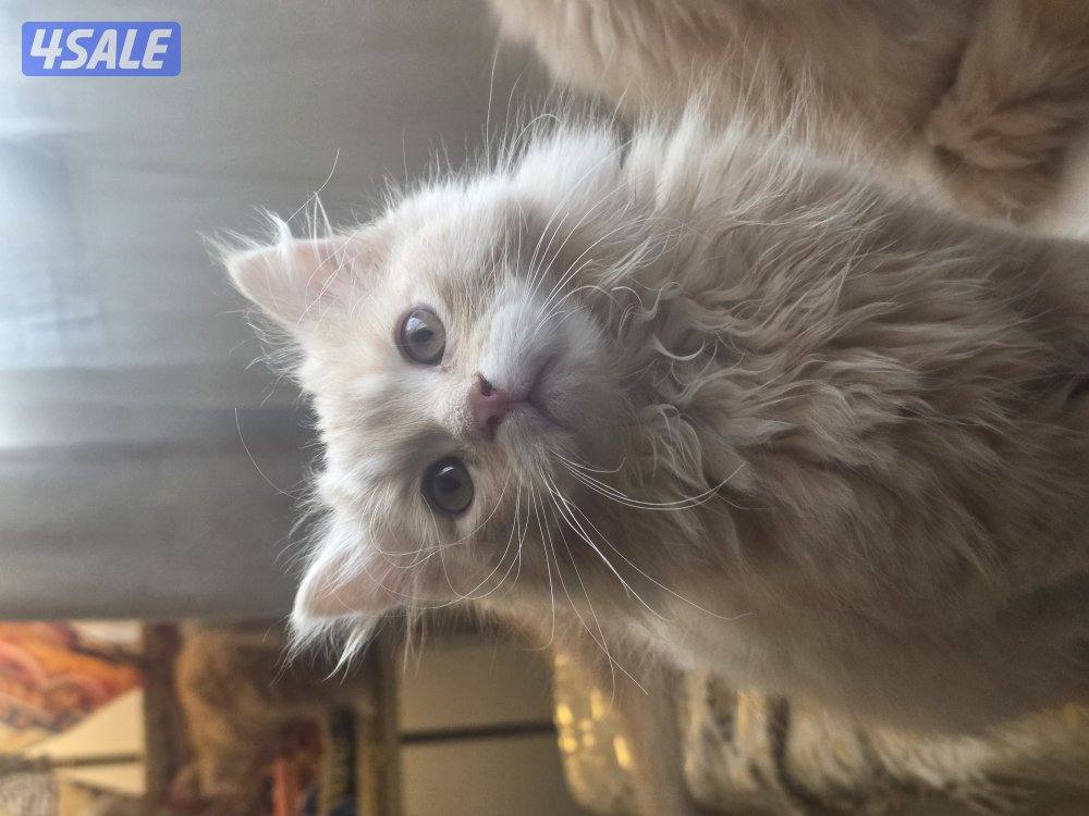 للتبني for adoption5