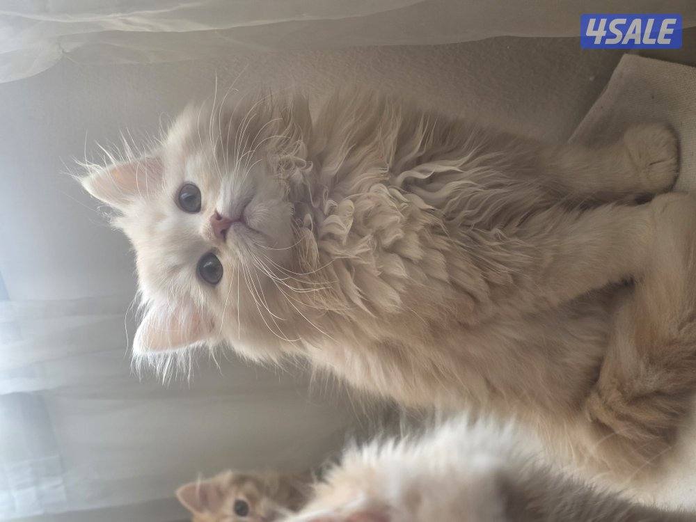 للتبني for adoption6