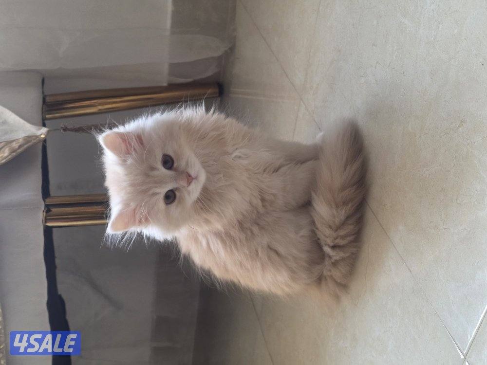 للتبني for adoption8