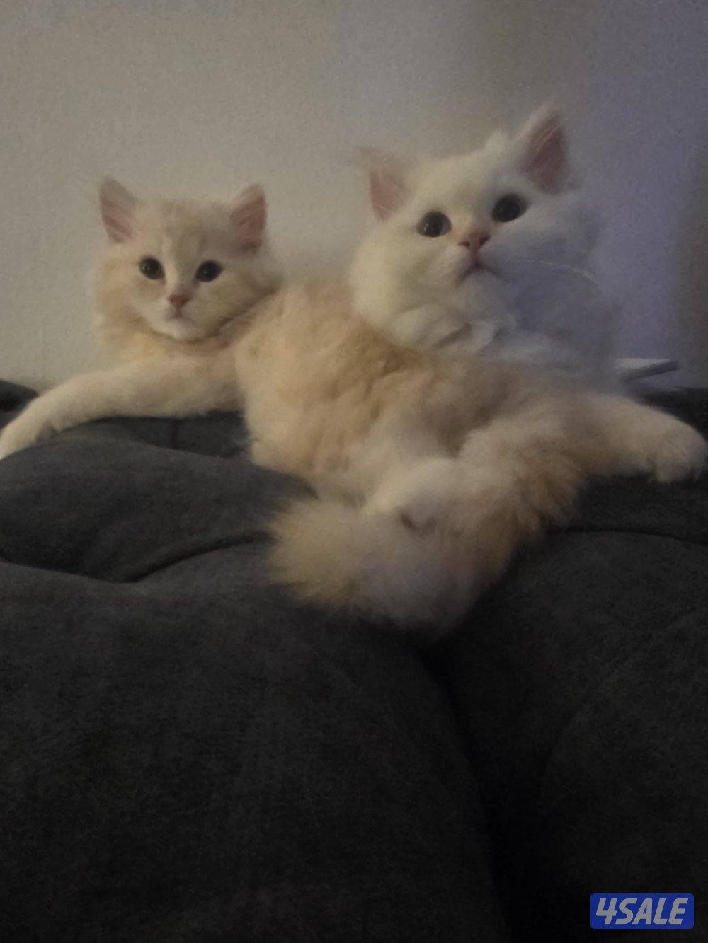 للتبني for adoption9