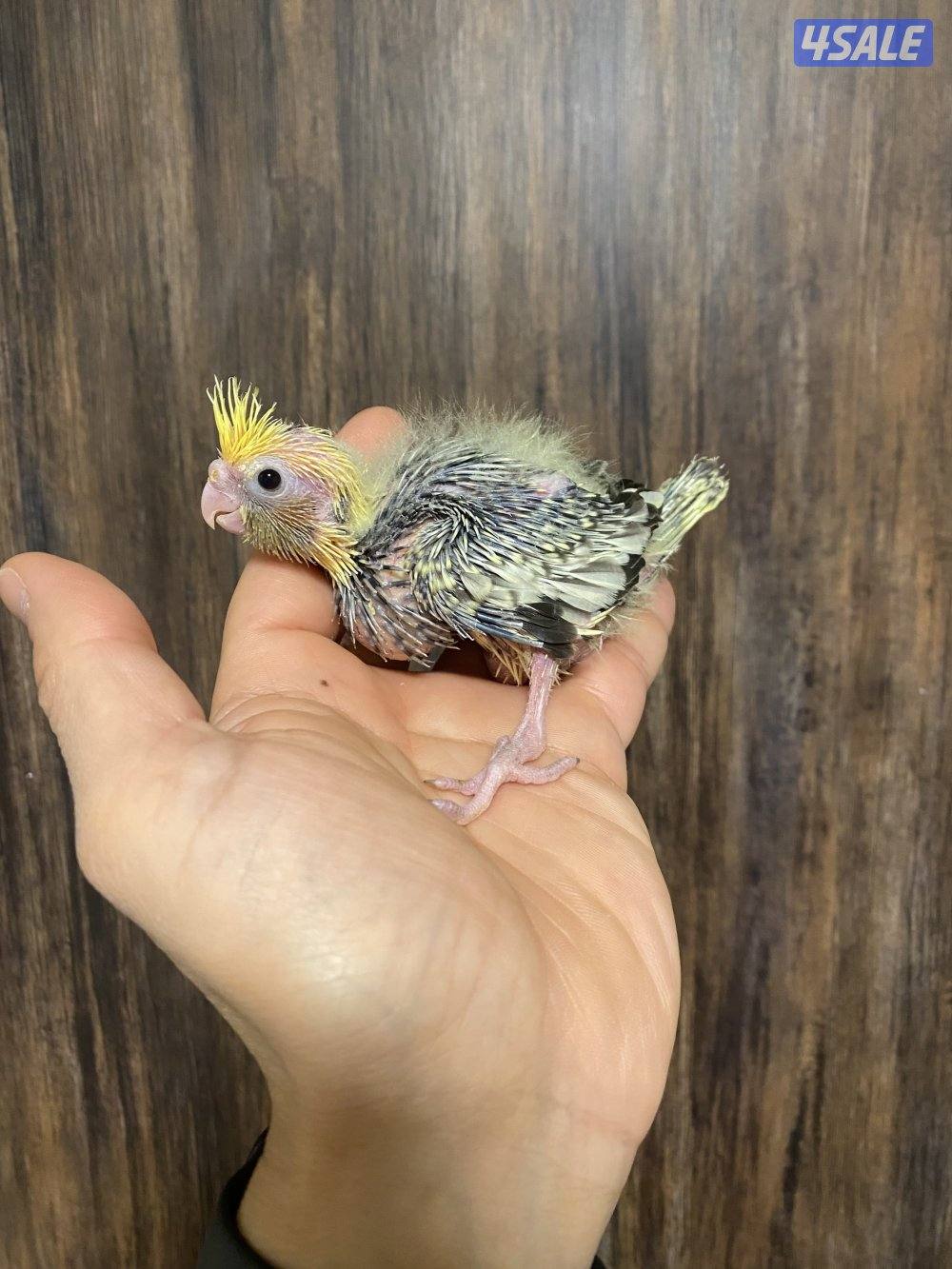 فروخ كروان انتاج الكويت0