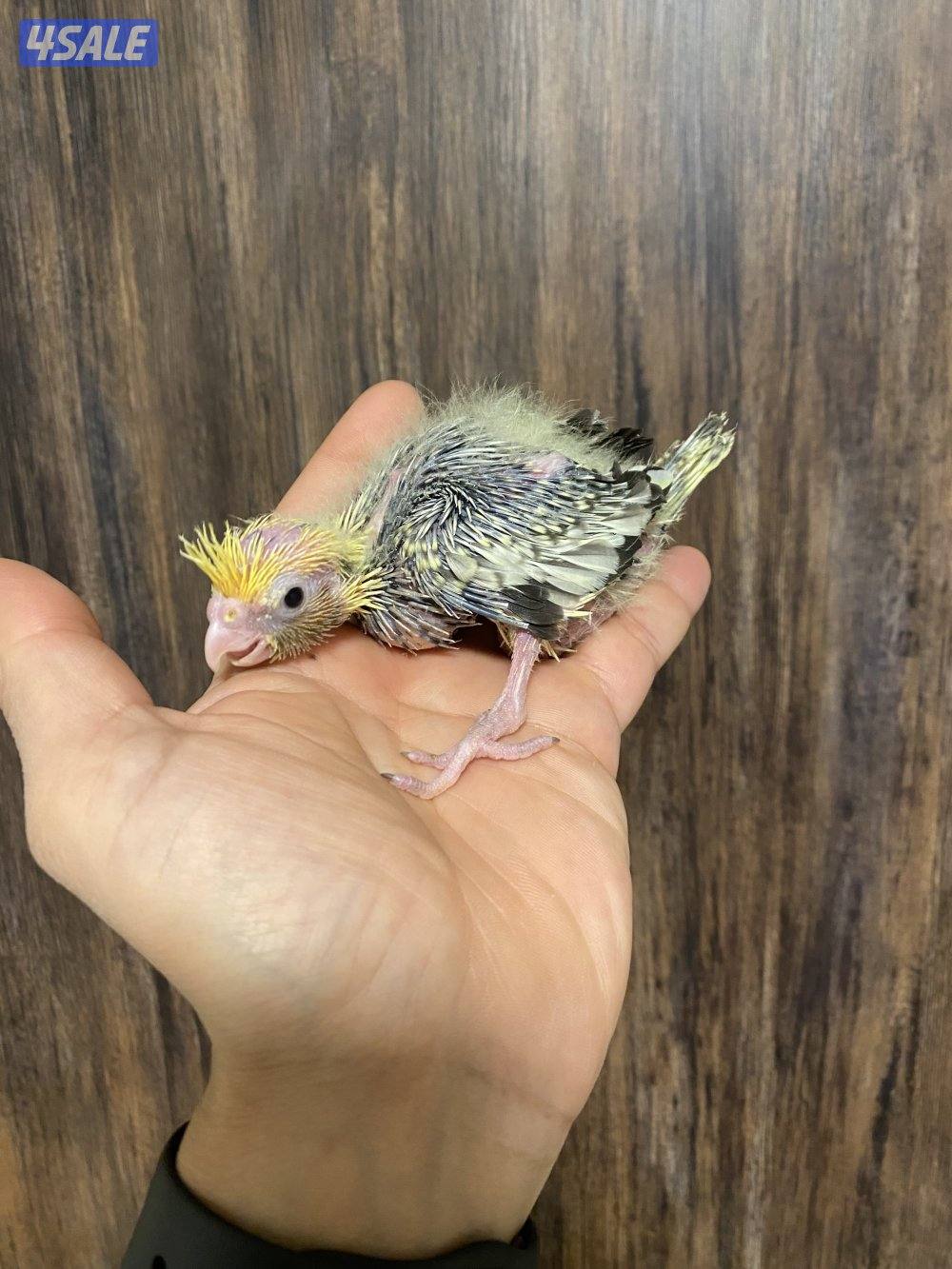 فروخ كروان انتاج الكويت1