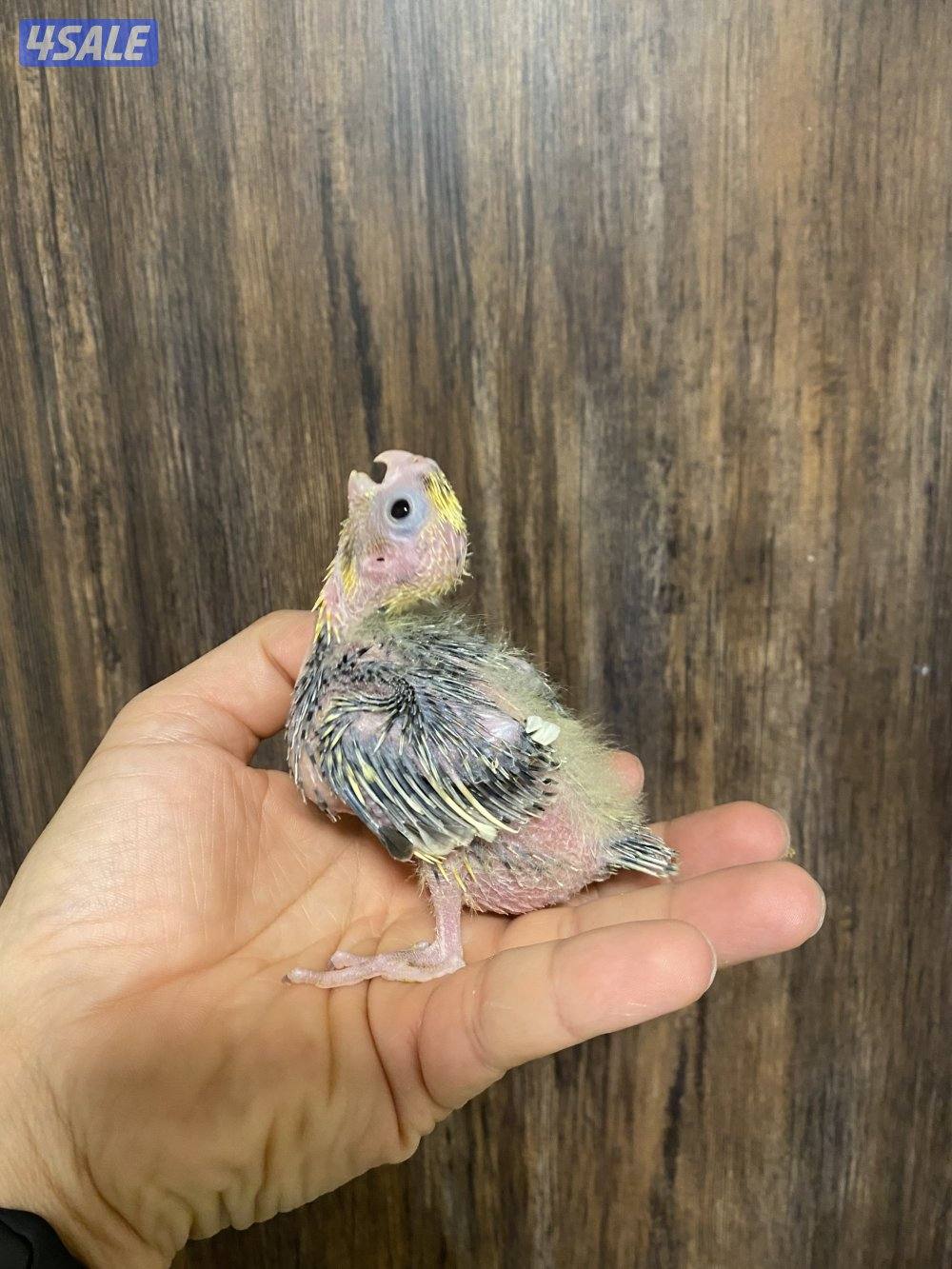 فروخ كروان انتاج الكويت2