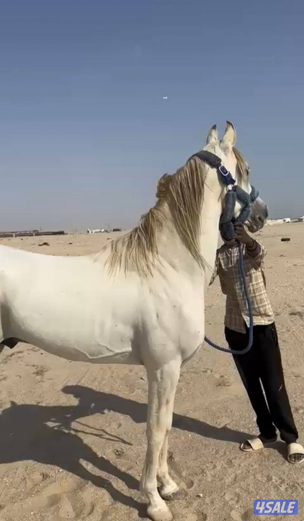 ‏للبيع حصان مصري فاخر1