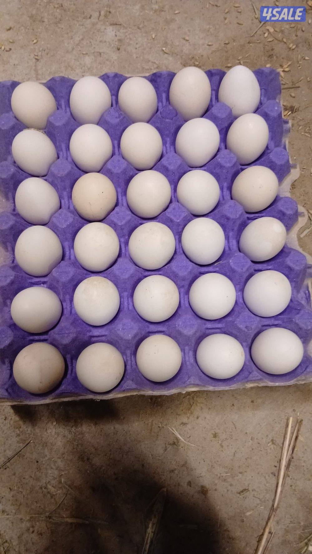 بيض عربى قديم0