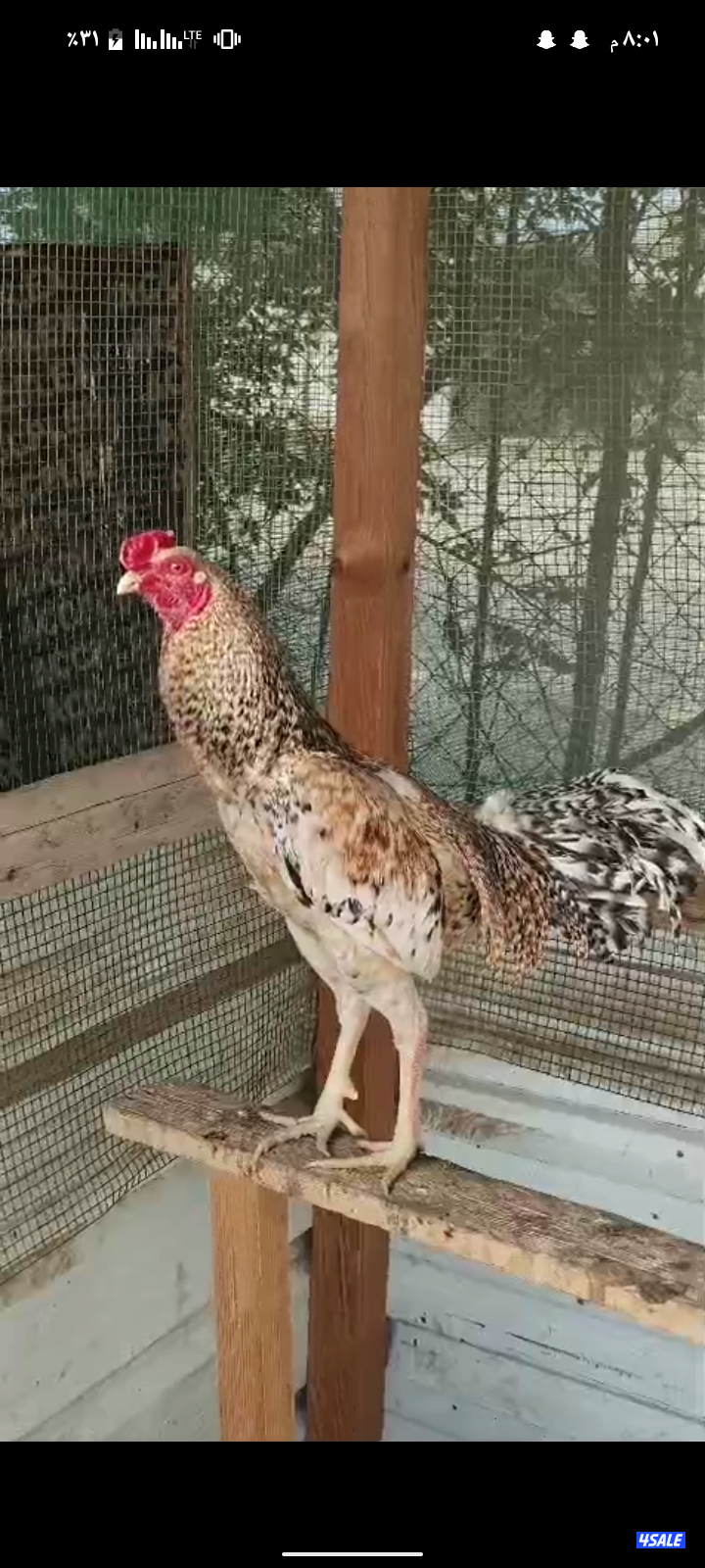 دجاج ودياكه تايلندي1