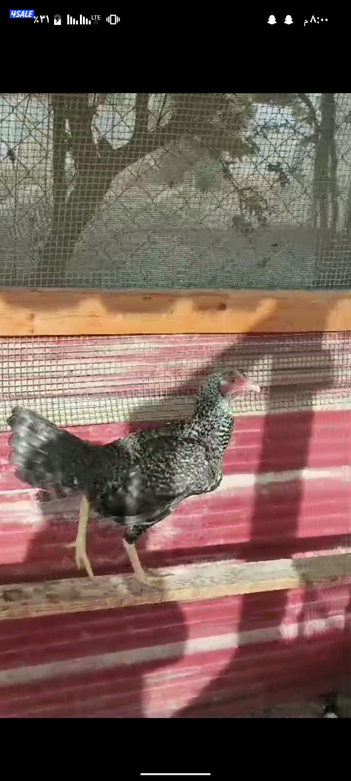 دجاج ودياكه تايلندي5