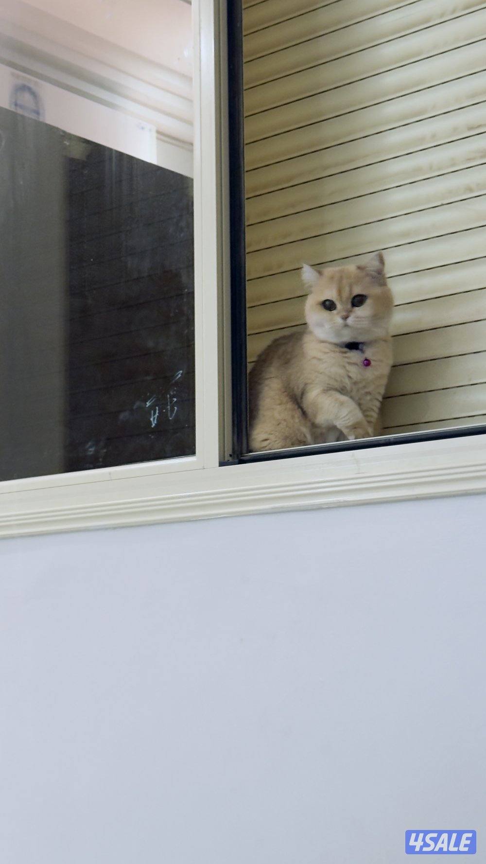 للبيع انثى سكوتش ستريت شورت هير حنونه تحب دلع عمرها سنتين2