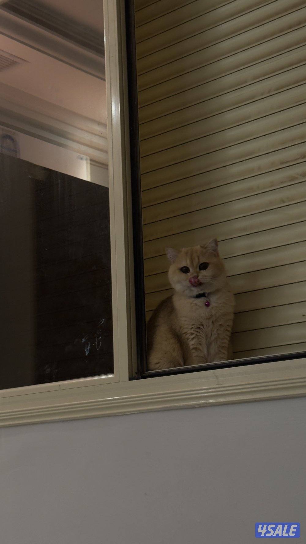 للبيع انثى سكوتش ستريت شورت هير حنونه تحب دلع عمرها سنتين3