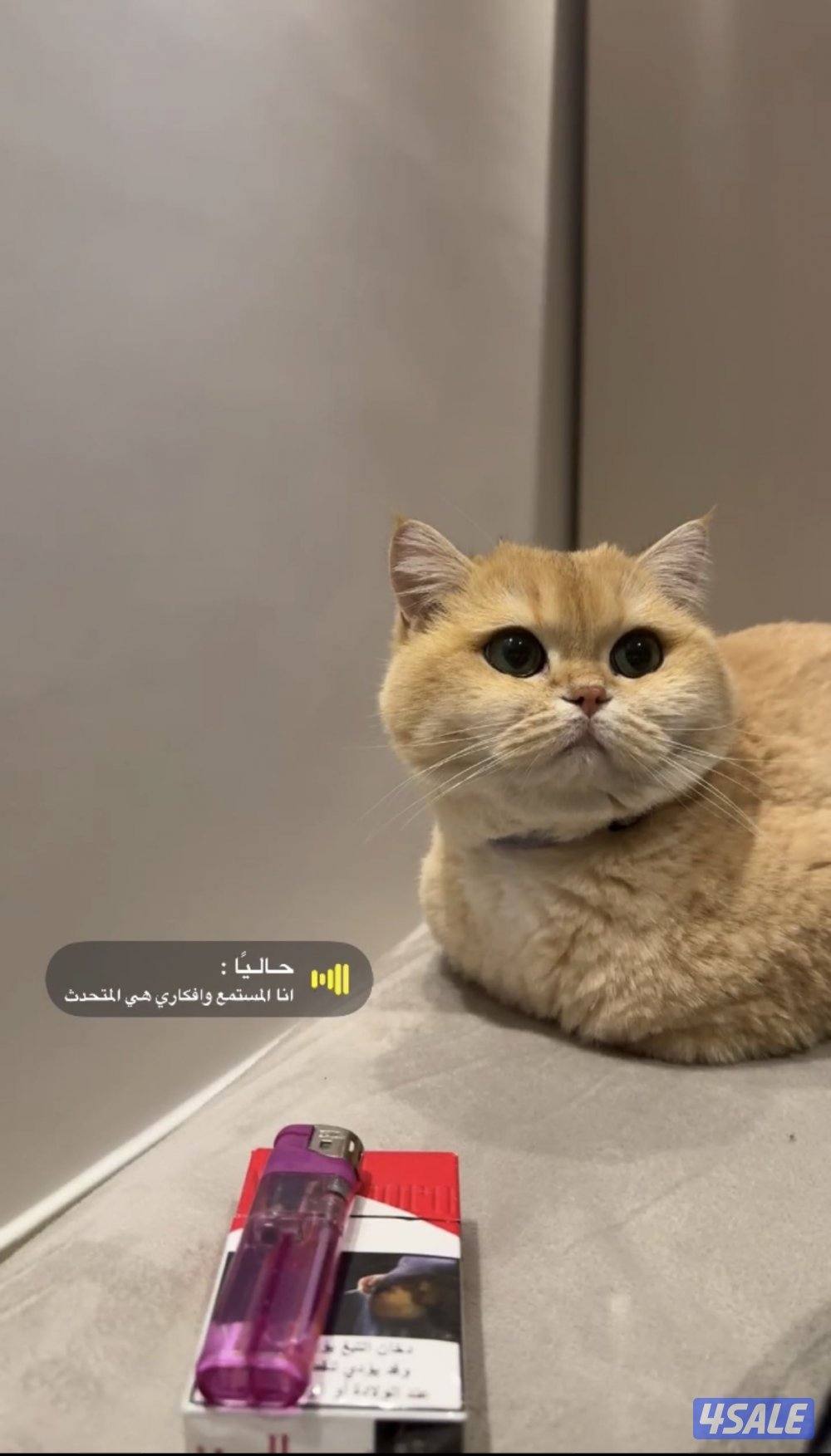 للبيع انثى سكوتش ستريت شورت هير حنونه تحب دلع عمرها سنتين0