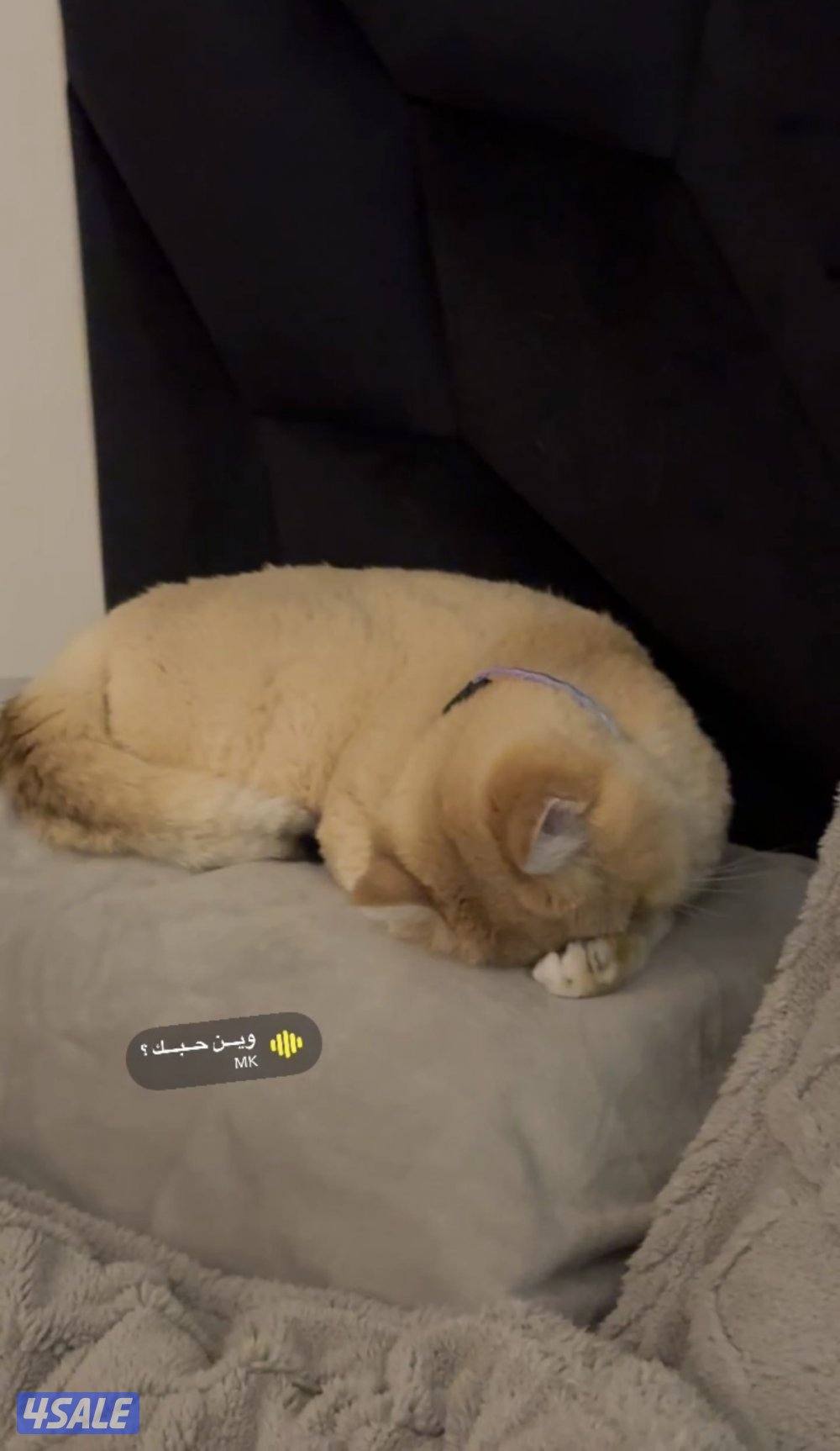 للبيع انثى سكوتش ستريت شورت هير حنونه تحب دلع عمرها سنتين5