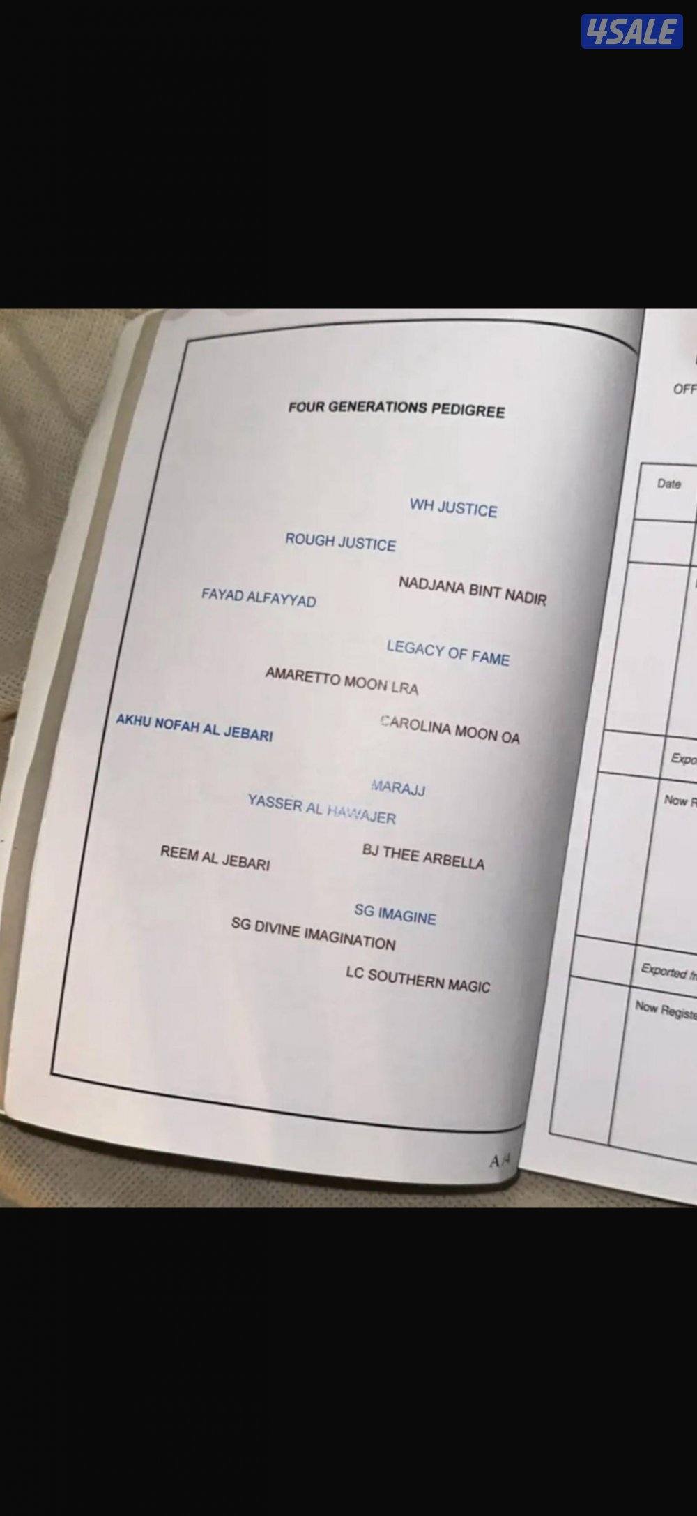 حصان للبيع1