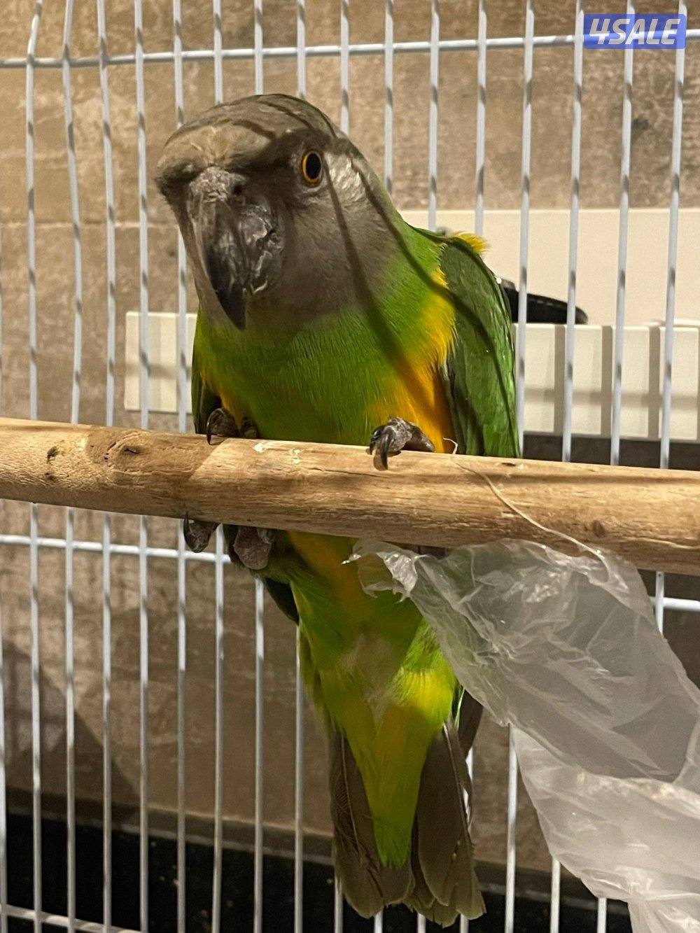 زوج ببغاء سنغالي3