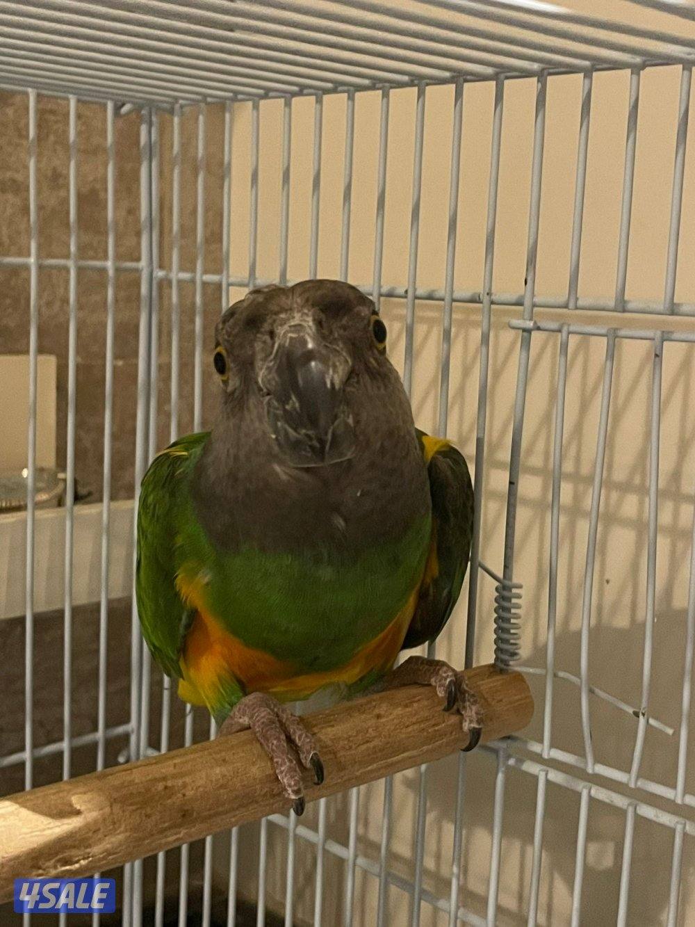 زوج ببغاء سنغالي4