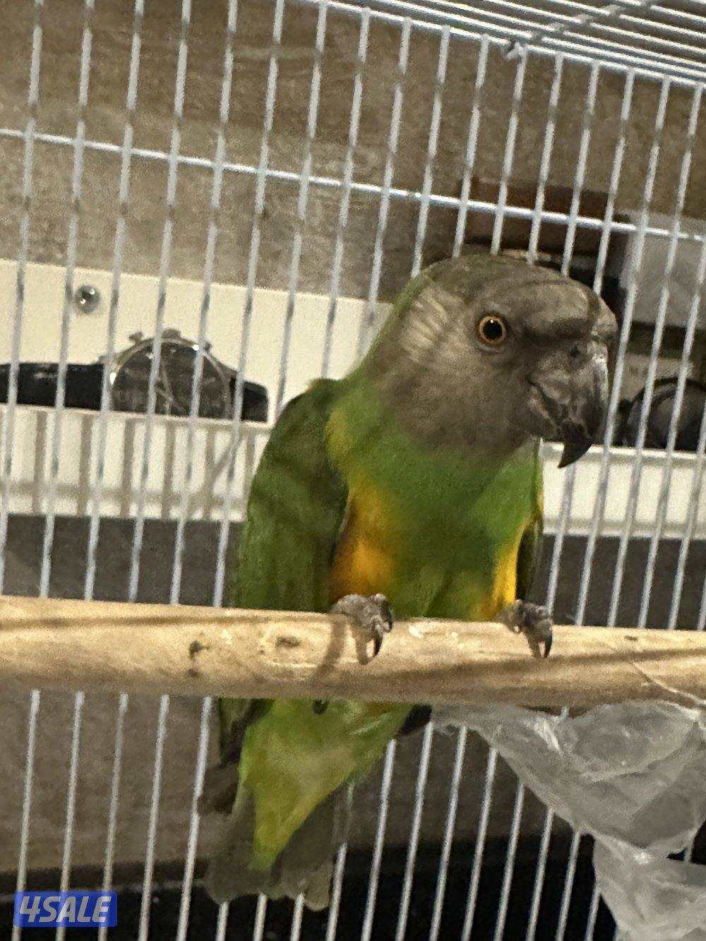 زوج ببغاء سنغالي6