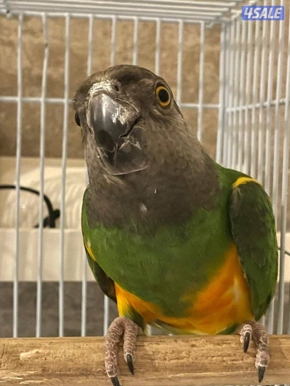 زوج ببغاء سنغالي5