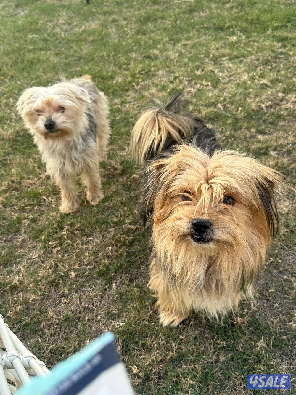 بيعه سريعه يورك شاير نثيه وذكر0