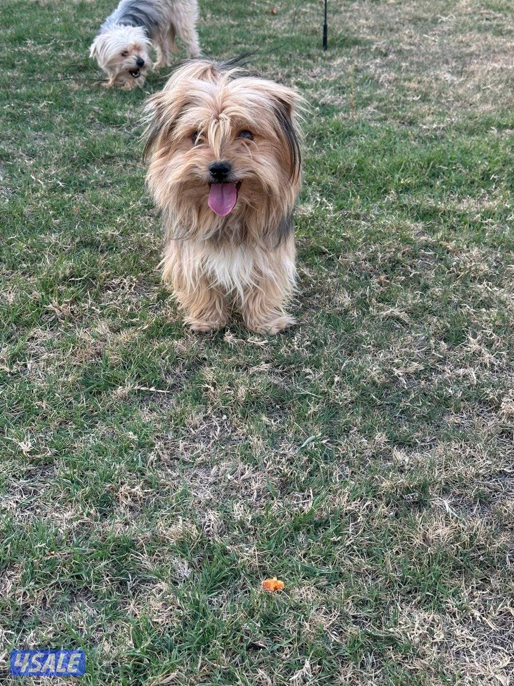 بيعه سريعه يورك شاير نثيه وذكر1