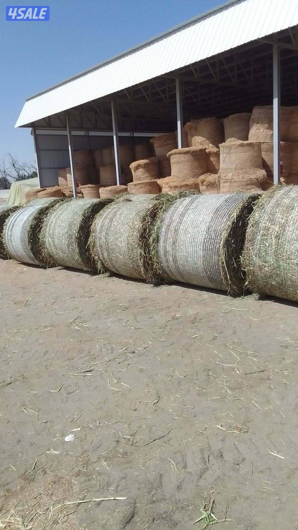 للبيع أعلاف شوفان1