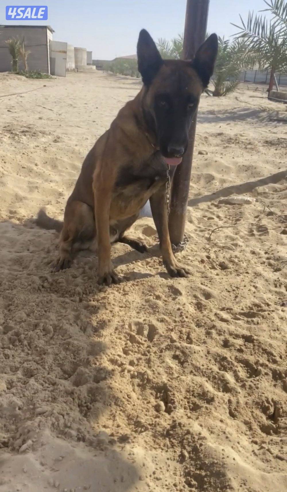 كلب مالينو  Melano العمر سنتين للبيع0