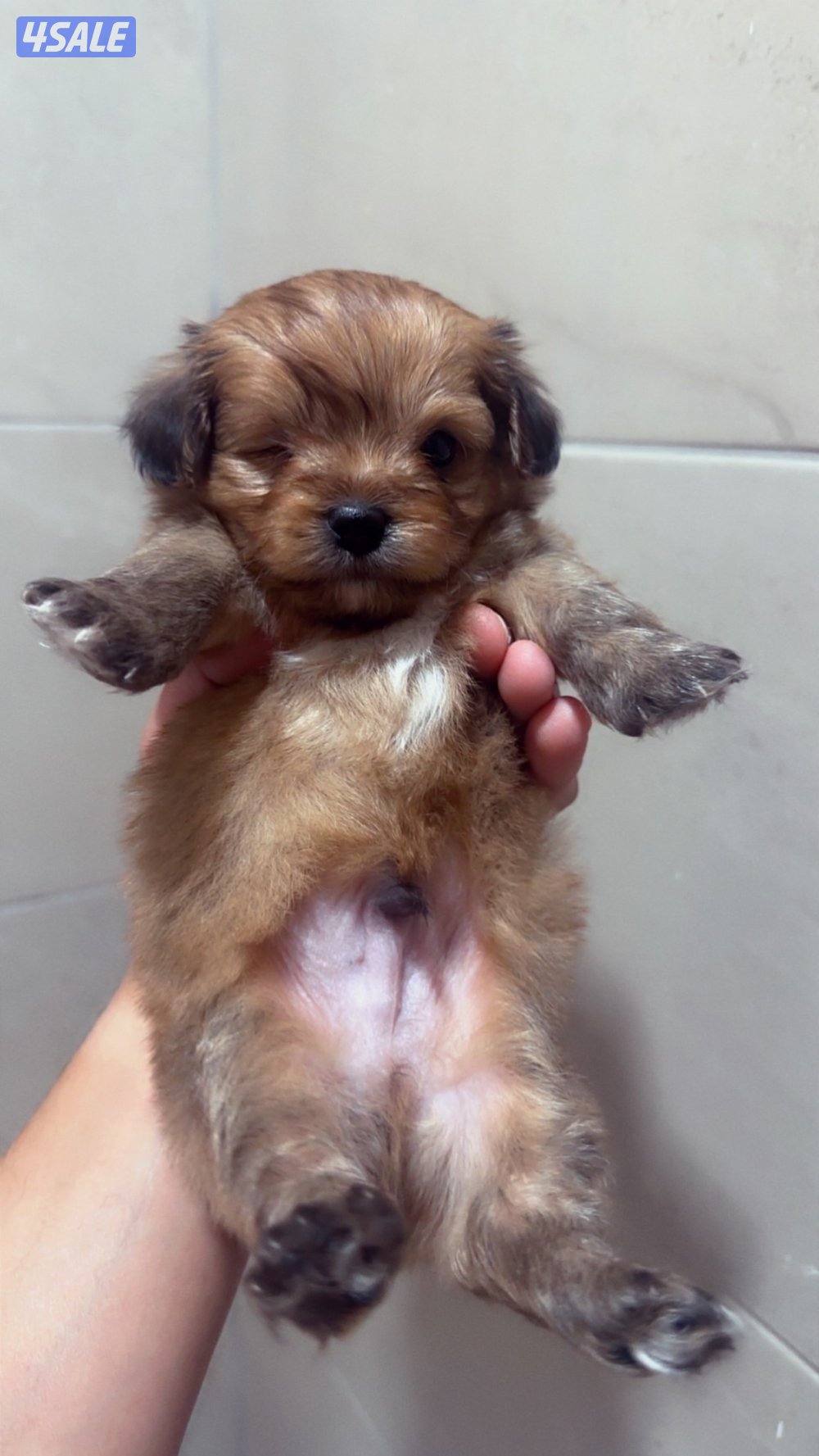 جراوي ميكس مالتيز مع يورك شاير1