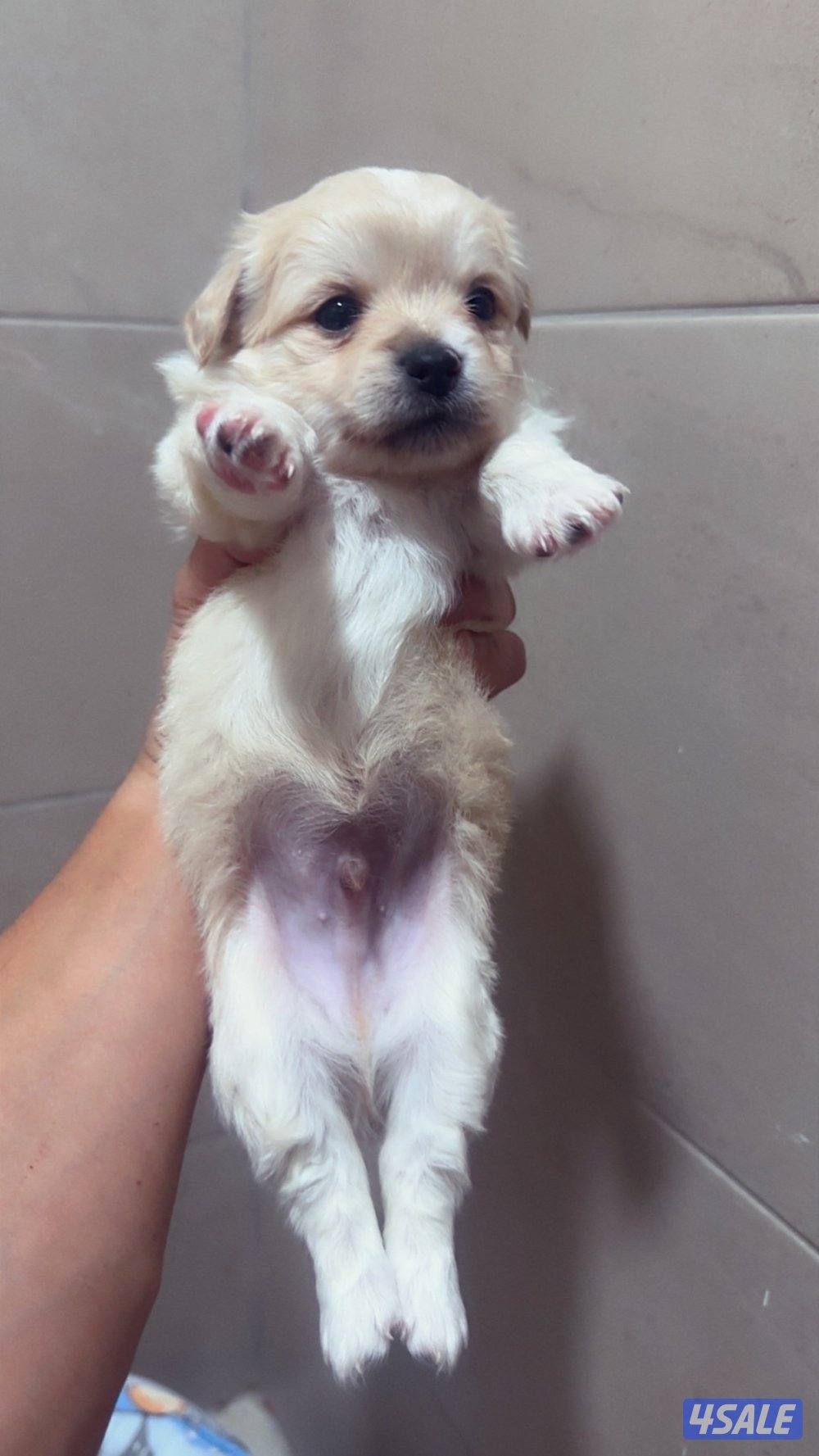 جراوي ميكس مالتيز مع يورك شاير3