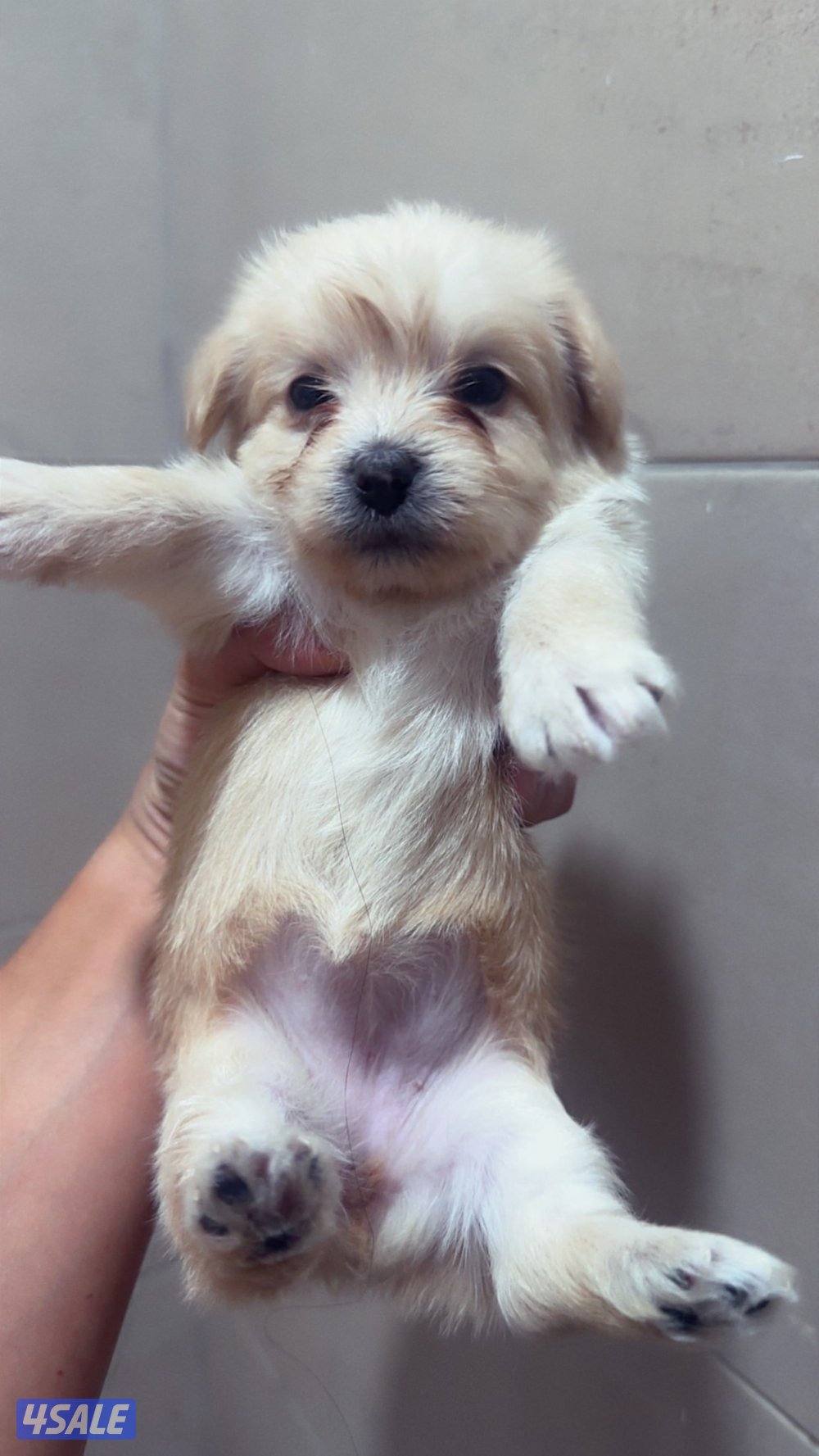 جراوي ميكس مالتيز مع يورك شاير4