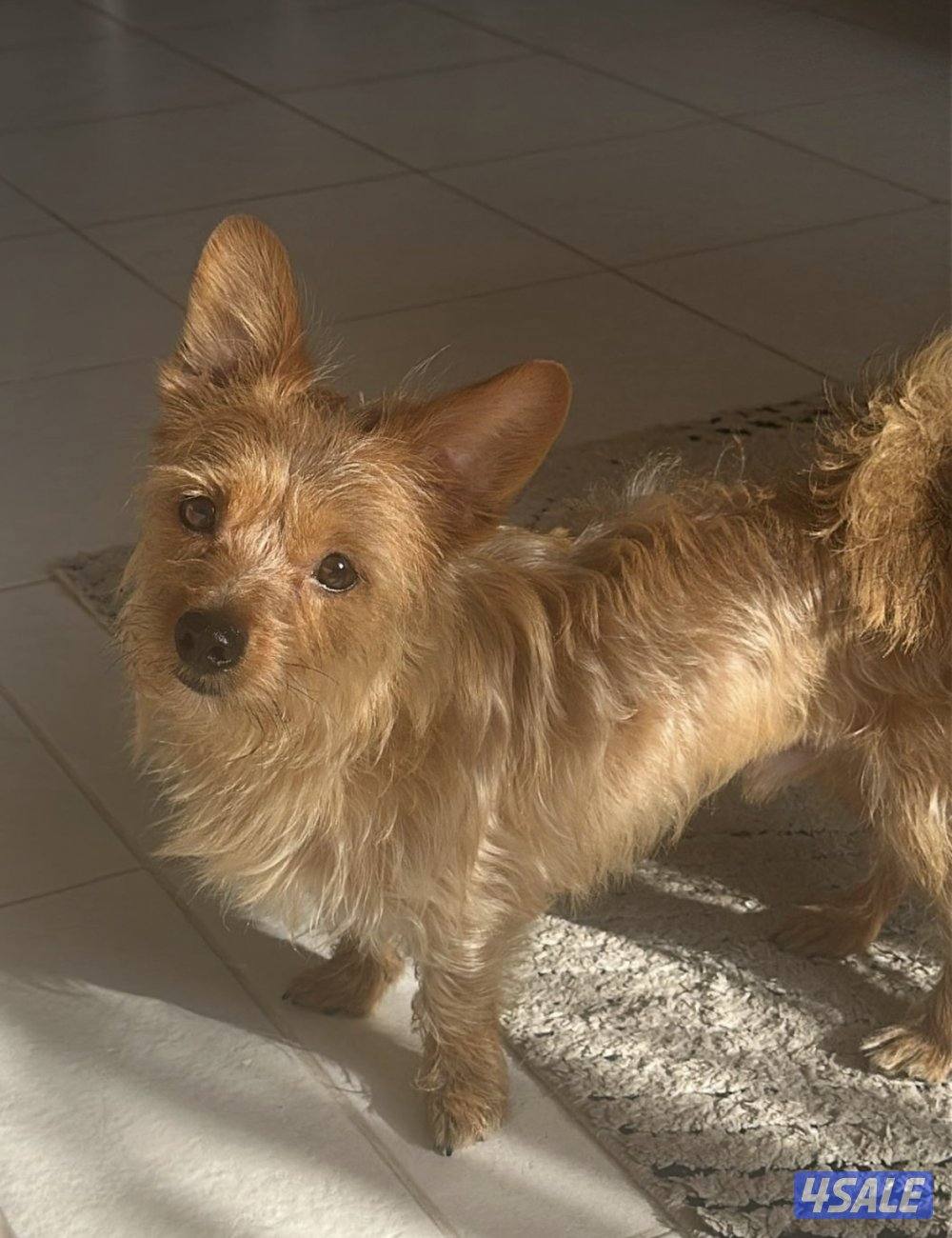 جراوي ميكس مالتيز مع يورك شاير5