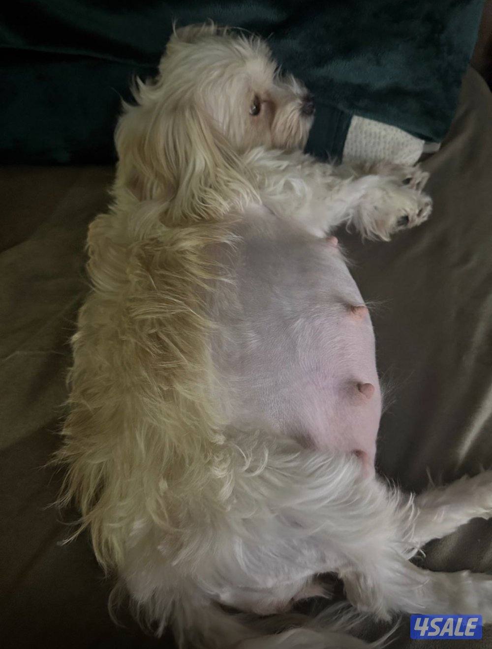 جراوي ميكس مالتيز مع يورك شاير6