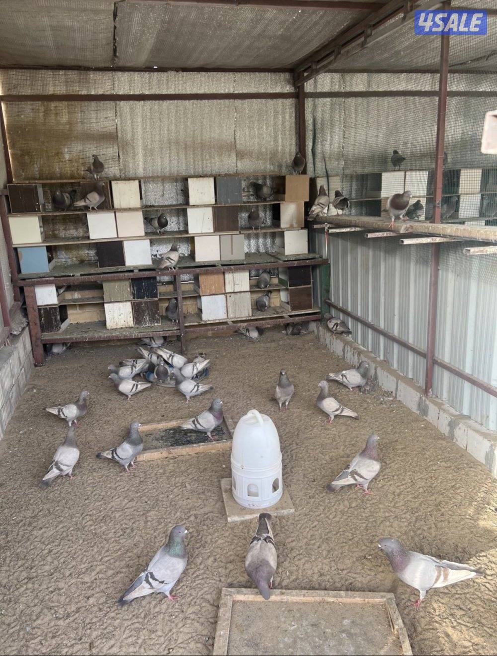 زوج حمام 4kd1