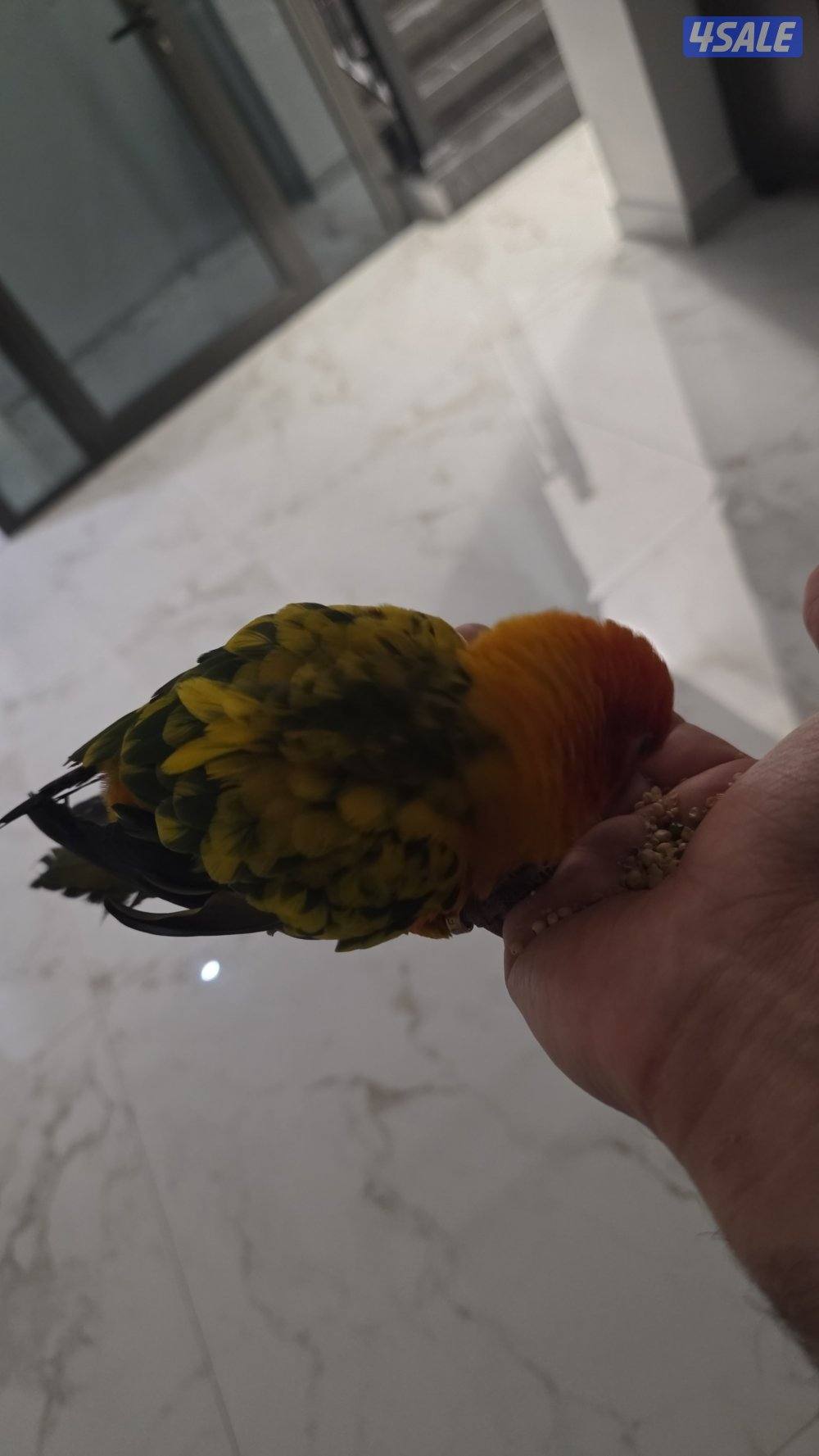 للبيع طير صن كنيور ربوة يصعد عالايد داخل وخارج القفص0