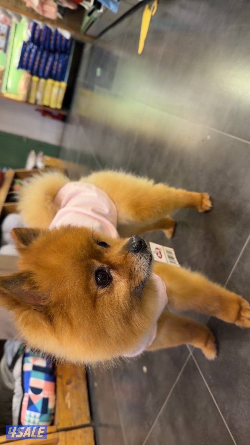 التواصل فقط واتساب واتمنى الغير جاد مايدق1