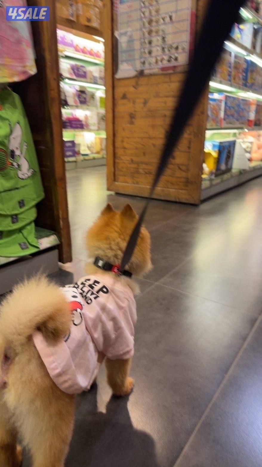 التواصل فقط واتساب واتمنى الغير جاد مايدق2