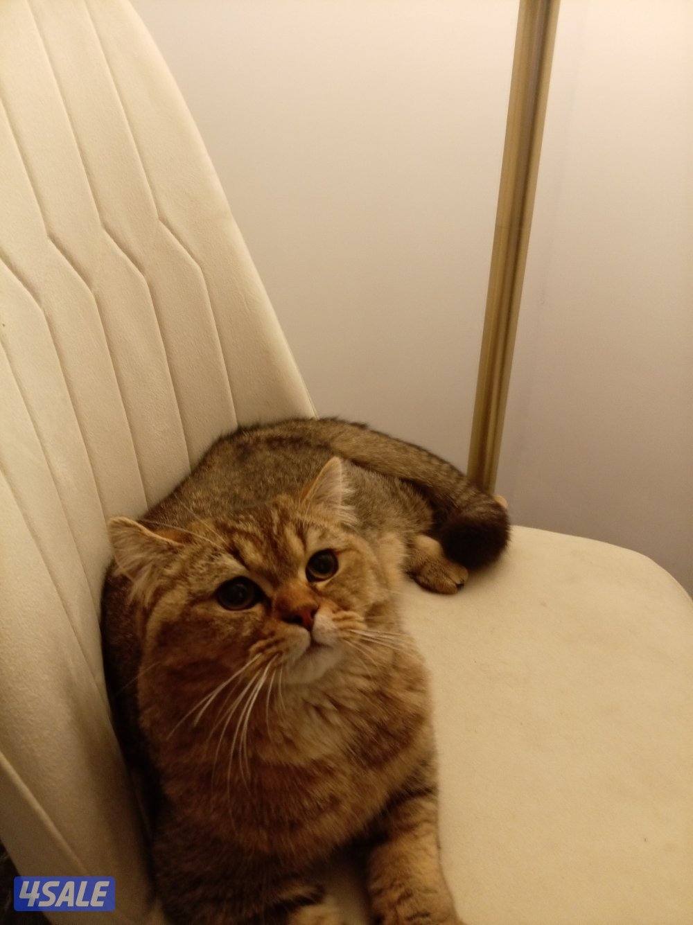 للبيع قط من فصيله البريطاني ذكر0