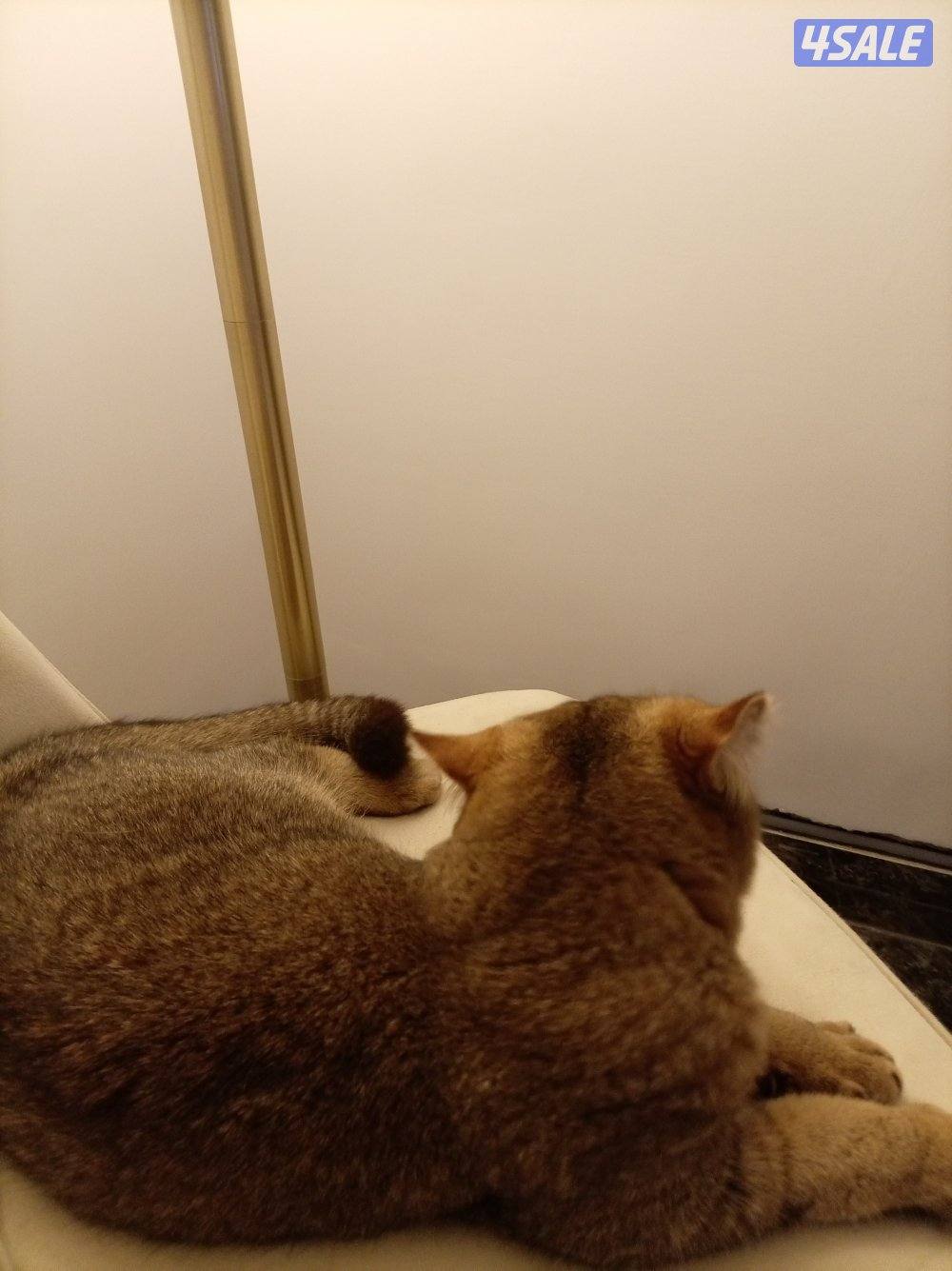 للبيع قط من فصيله البريطاني ذكر1