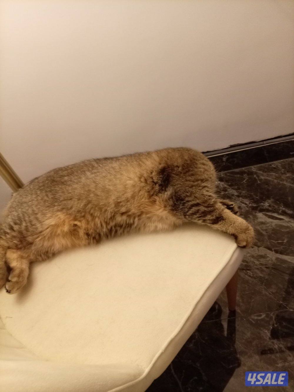 للبيع قط من فصيله البريطاني ذكر2