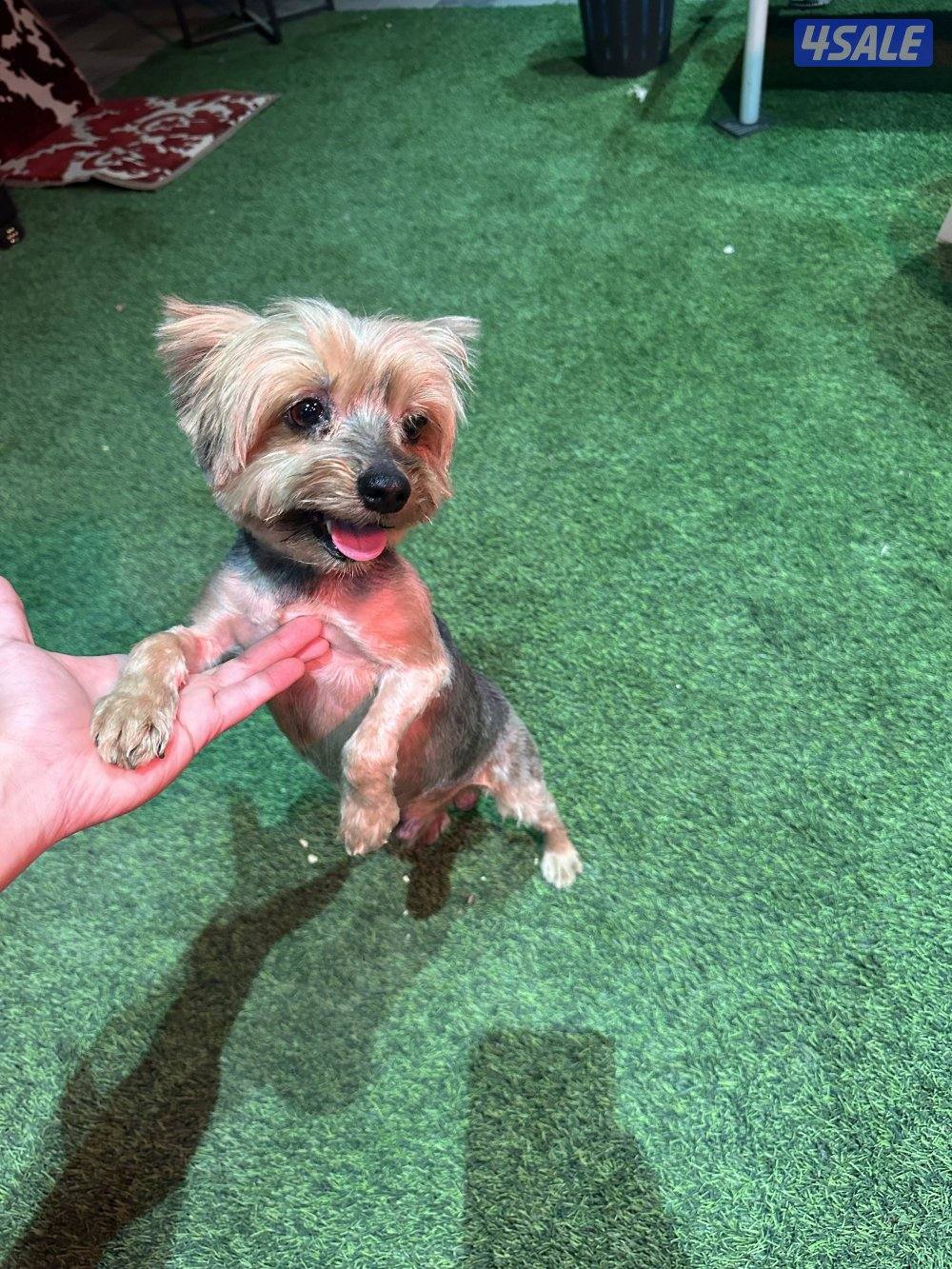 يوركشاير تيرير0